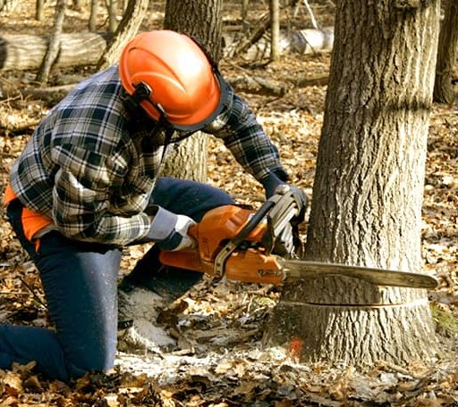Tree Removal in Dodge, TX